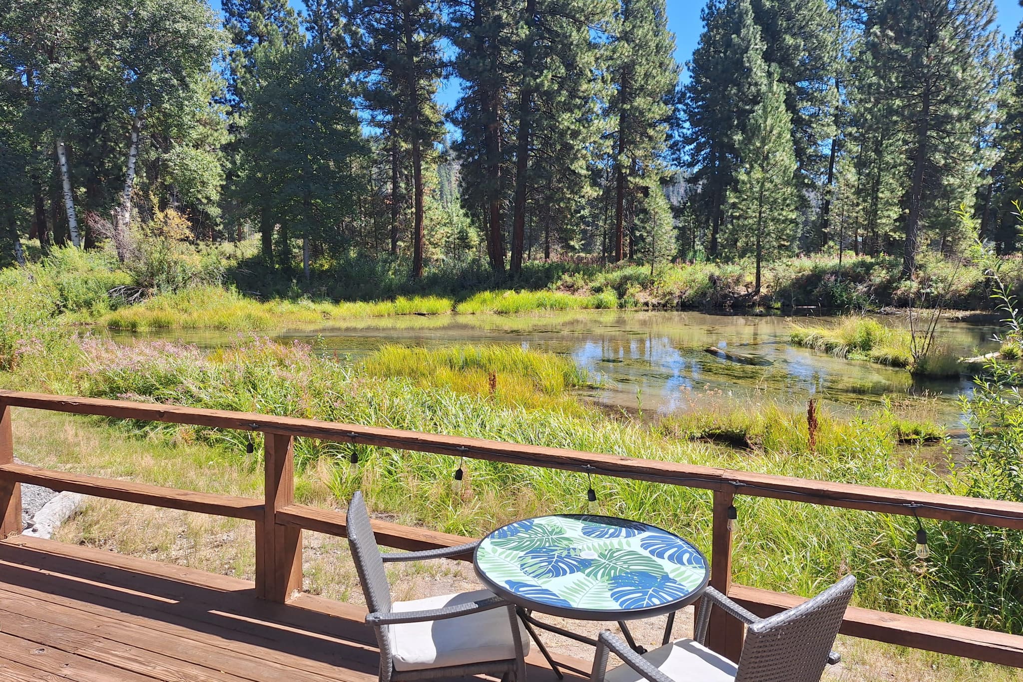 View from the capsule deck of the lagoon and surrounding pines