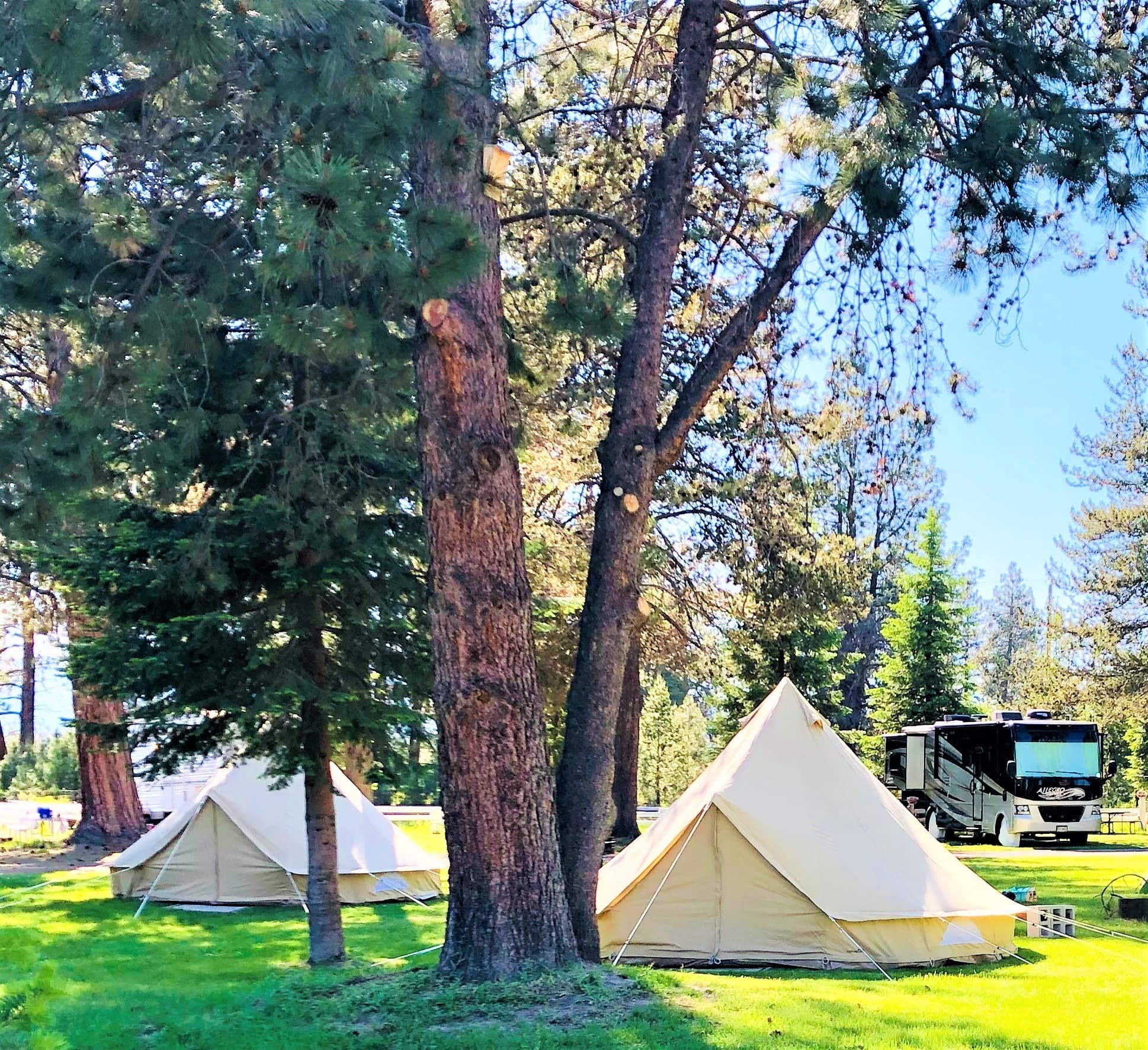 Two canvas bell tents in a clearing under tall pines at Crater Lake Resort