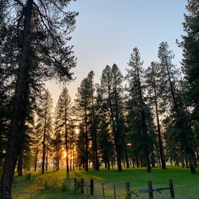 Sunset through pine trees near Crater Lake Resort